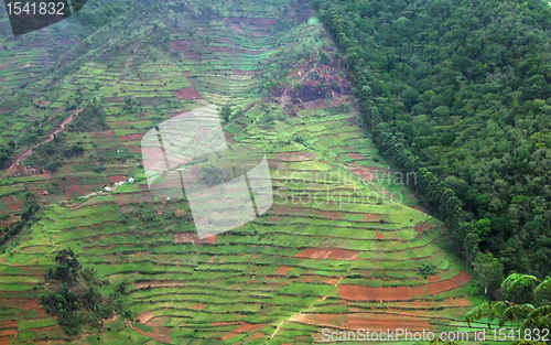 Image of border of the Bwindi Impenetrable Forest in Uganda