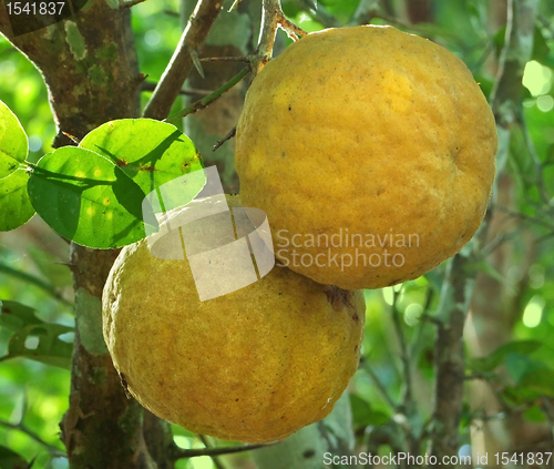 Image of yellow fruits