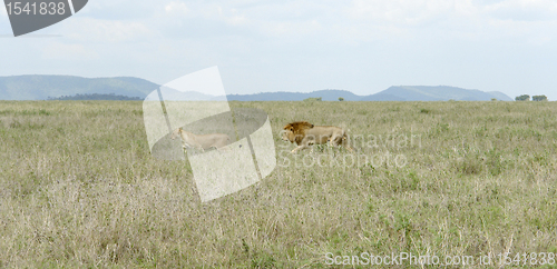 Image of Lions in the savannah