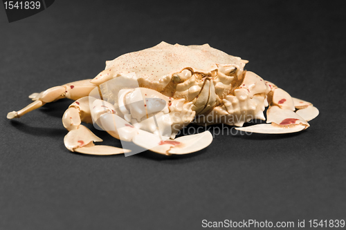 Image of moon crab in dark ambiance