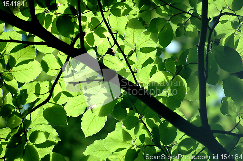 Image of Leaves