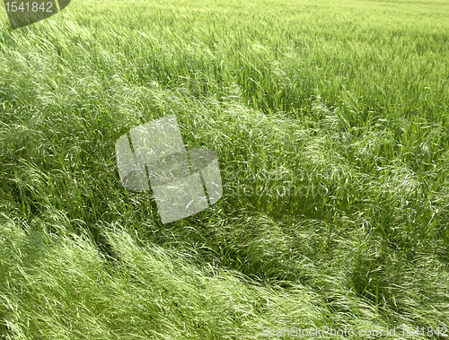 Image of abstract green grassland