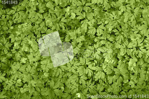 Image of filigree leaves