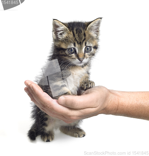 Image of kitten and hand
