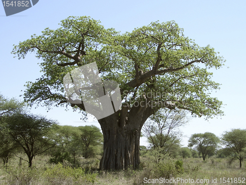 Image of Baobab tree in Tanzania