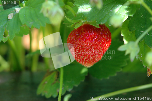 Image of Strawberry