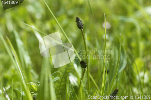 Image of meadow plant detail