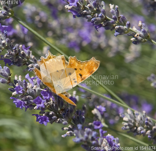 Image of Southern Comma