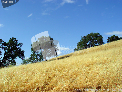 Image of California hills and trees