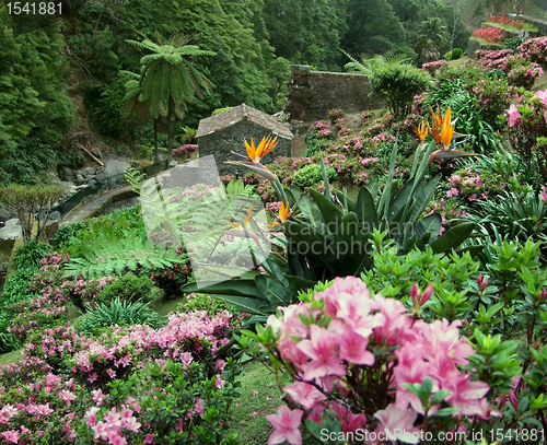 Image of flourish vegetation at the Azores