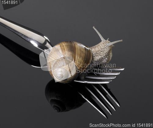 Image of Grapevine snail on fork