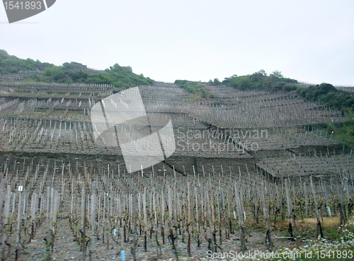 Image of vineyard in the Eifel