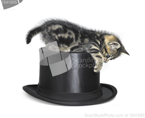 Image of kitten playing on top hat