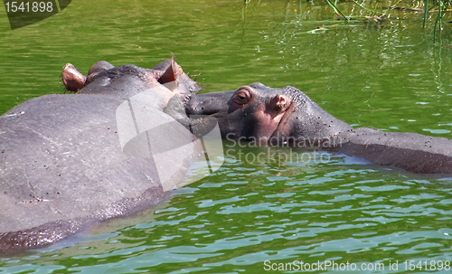 Image of two hippos in Uganda