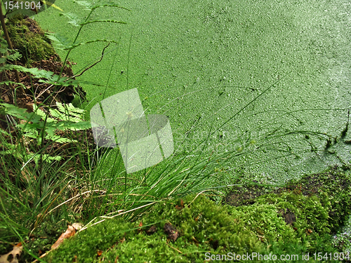 Image of dickweed overgrown tarn detail