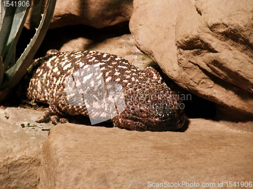 Image of Lizard on stony ground