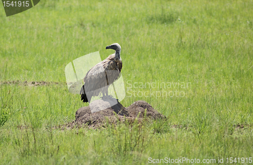 Image of White-backed Vulture in grassy ambiance