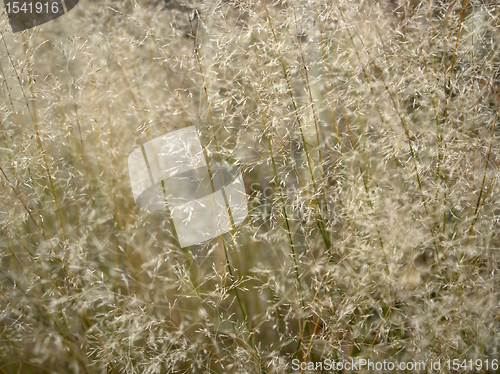 Image of sere filigree grass closeup