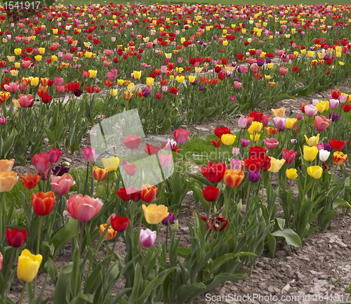 Image of colorful field of tulips