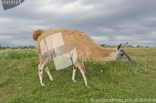 Image of lama in stormy ambiance