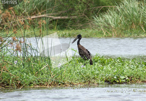Image of riverside scenery with African Openbill