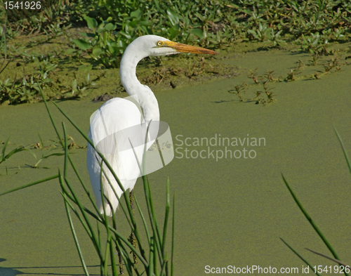 Image of overgrown tarn and little Egret