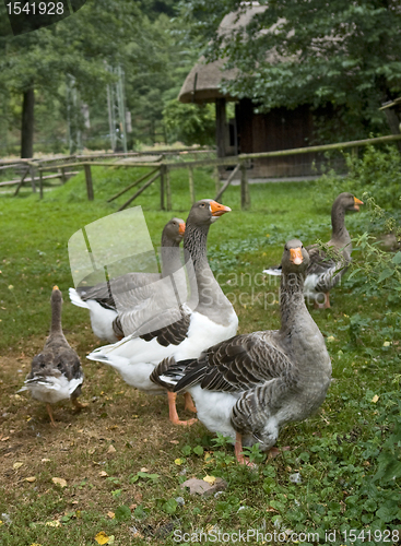 Image of rural idyllic scenery showing some geese