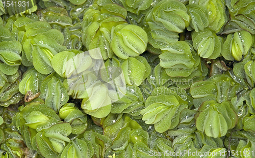 Image of exotic leaves background