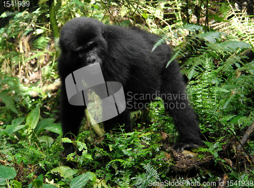 Image of Gorilla in the cloud forest
