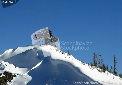 Image of Lonely tree and the snow