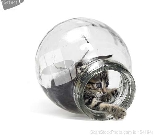 Image of kitten playing in glass bottle