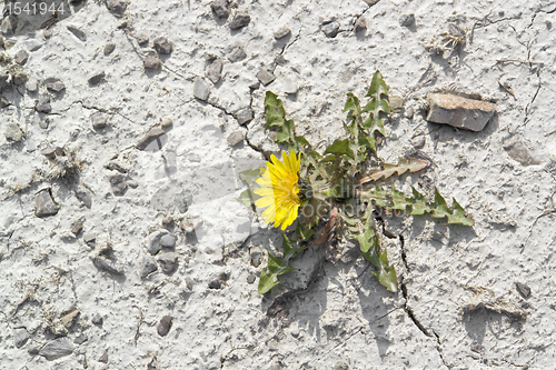 Image of dandelion plant in arid ambiance