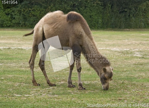 Image of Bactrian Camel