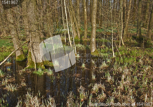 Image of bog at evening time