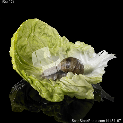 Image of Grapevine snail on green lettuce leaf