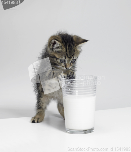 Image of small kitten and a glass of milk