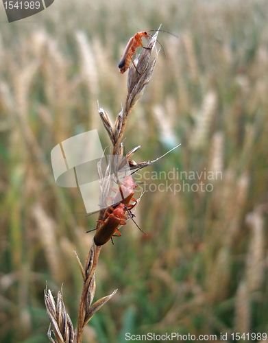 Image of some soldier beetles on a stalk