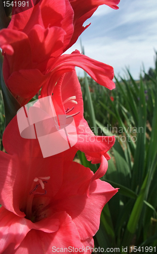 Image of red gladiolus flower
