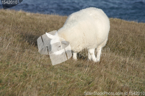 Image of grazing sheep at the coast