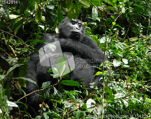 Image of Mountain Gorilla in Uganda