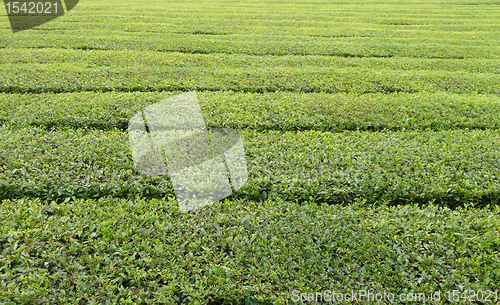 Image of tea plantation detail