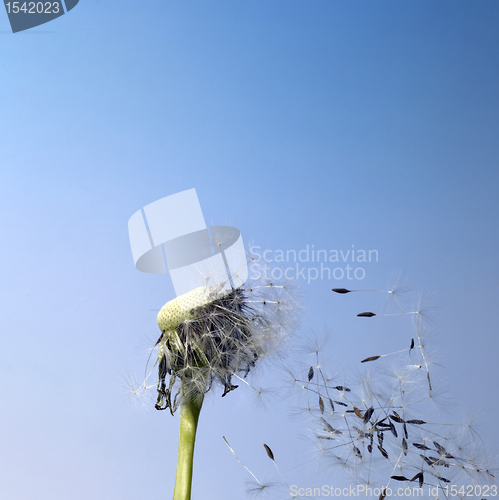 Image of blown dandelion flower