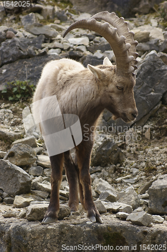 Image of Alpine Ibex on rock formation