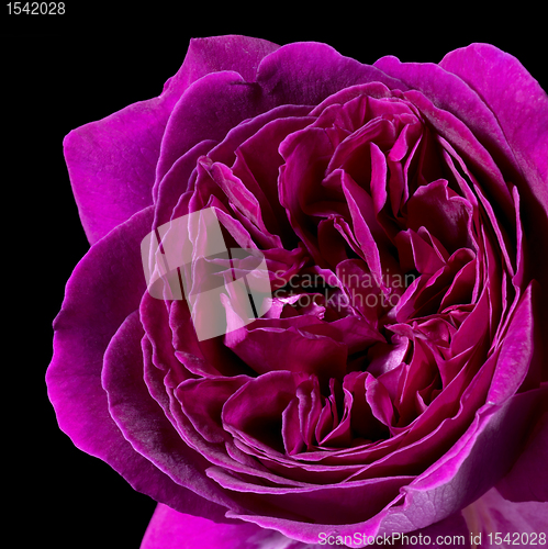 Image of violet filled rose flower detail