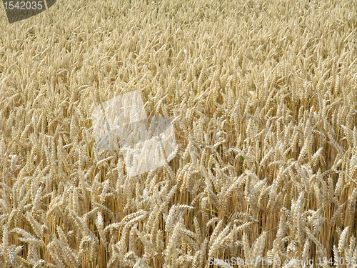 Image of ripe wheat field in sunny ambiance