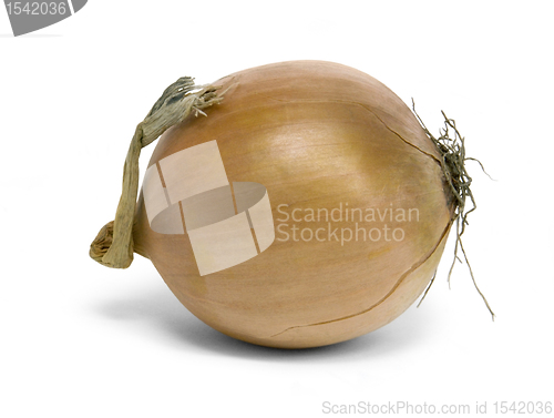 Image of onion