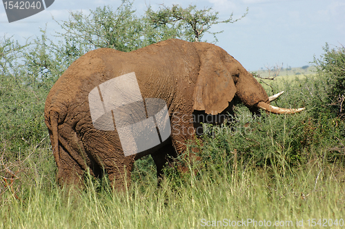 Image of earth colored Elephant