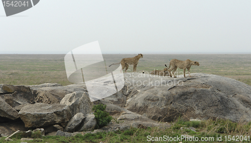 Image of some Cheetahs in the savannah