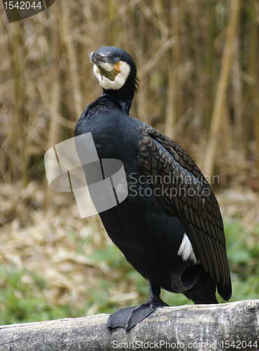 Image of Great Cormorant