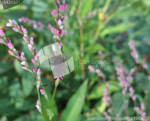 Image of brown bug in herbal vegetation